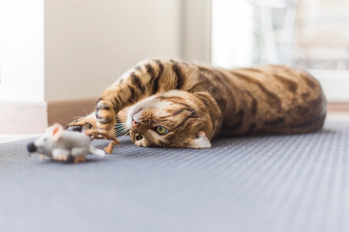 Cat playing with interactive toys